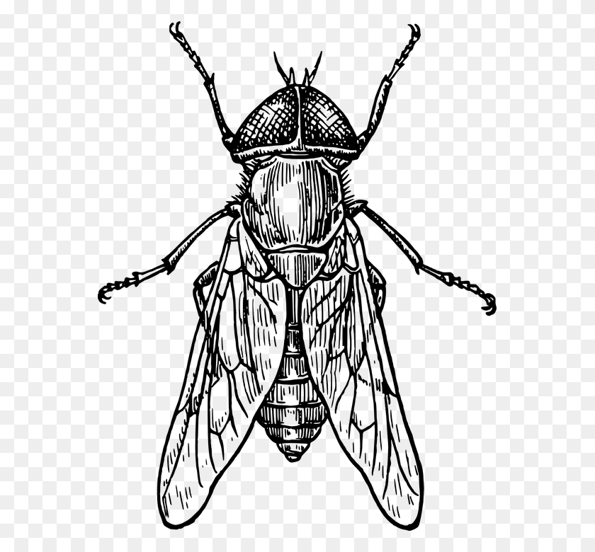 563x720 Mosca Escarabajo Insecto Alas Insectos Tbano Insect Black And White, Gray, World Of Warcraft HD PNG Download