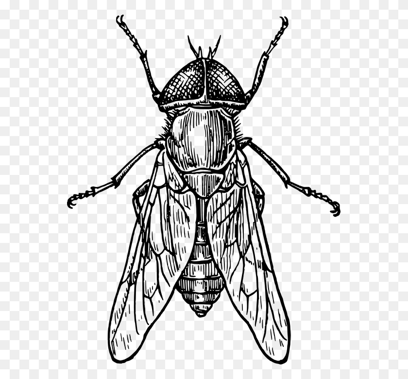 563x720 Mosca Escarabajo Insecto Alas Insectos Tbano Insecto Blanco Y Negro, World Of Warcraft Png