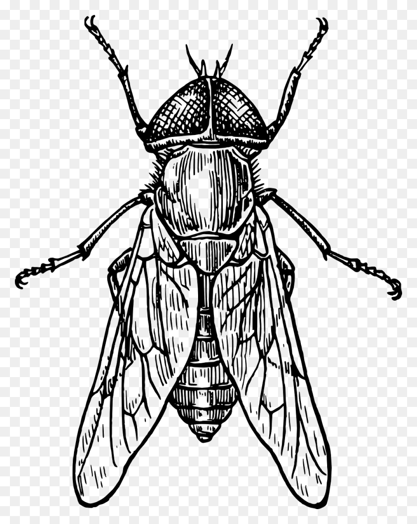 1002x1280 Mosca Escarabajo Insecto Alas Insectos Tbano Line Drawing Of Insects, Gray, World Of Warcraft HD PNG Download