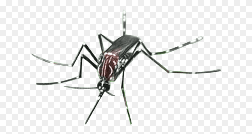 635x387 Mosquito, Insect, Invertebrate, Animal HD PNG Download