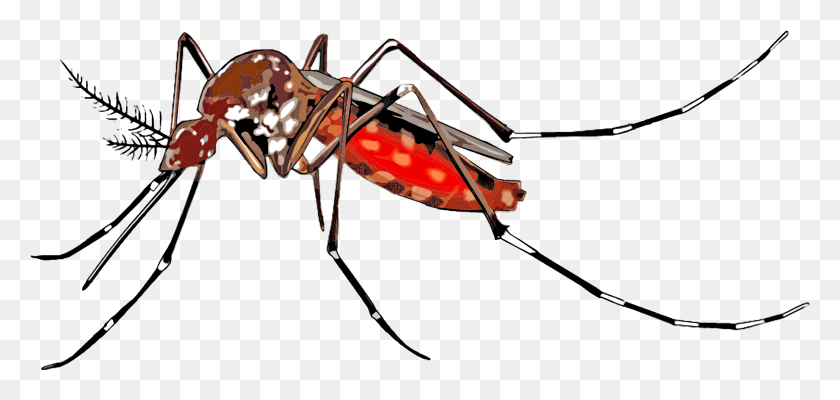1842x803 Descargar Png Mosquito Clipart Dengue Información En Inglés Arco Insecto Invertebrado Png