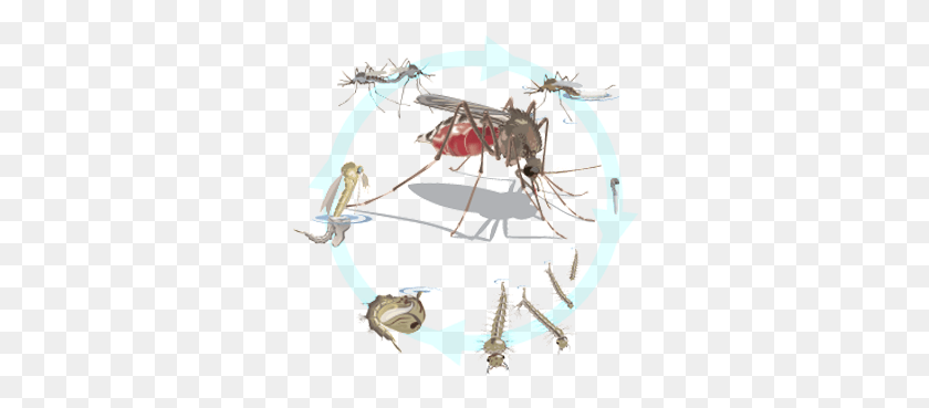 314x309 Mosquito Development Occurs In Standing Surface Waters Illustration, Animal, Invertebrate, Insect HD PNG Download