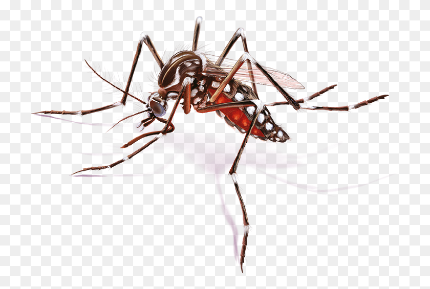 720x505 Комар Febre Amarela Imagens Do Aedes Aegypti, Животное, Беспозвоночное, Насекомое Hd Png Скачать