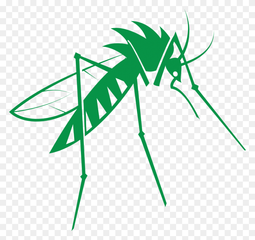 817x768 Insecto Png / Mosquito Png