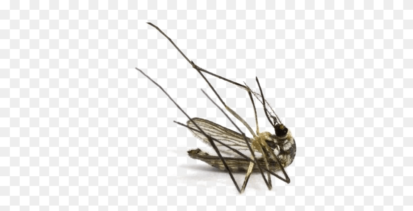 532x371 Mosquito Image Dead Mosquito, Construction Crane, Insect, Invertebrate HD PNG Download