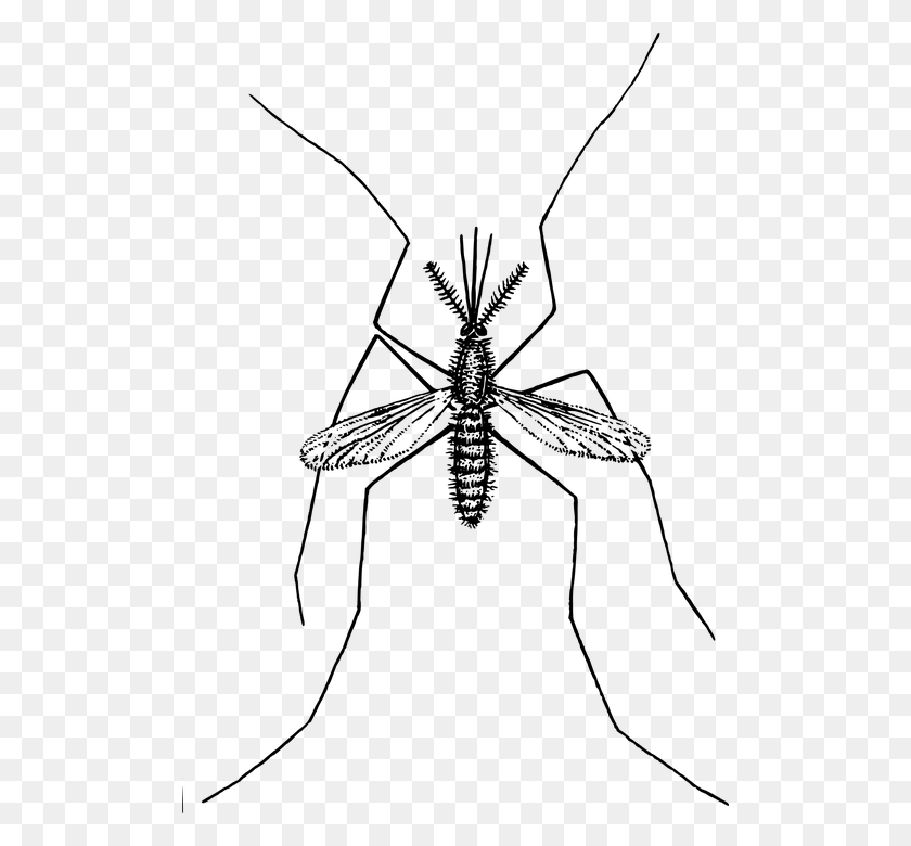 504x720 Mosquito Insect Bug Pest Malaria Parasite Disease Mosquito Clipart No Background, Gray, World Of Warcraft HD PNG Download