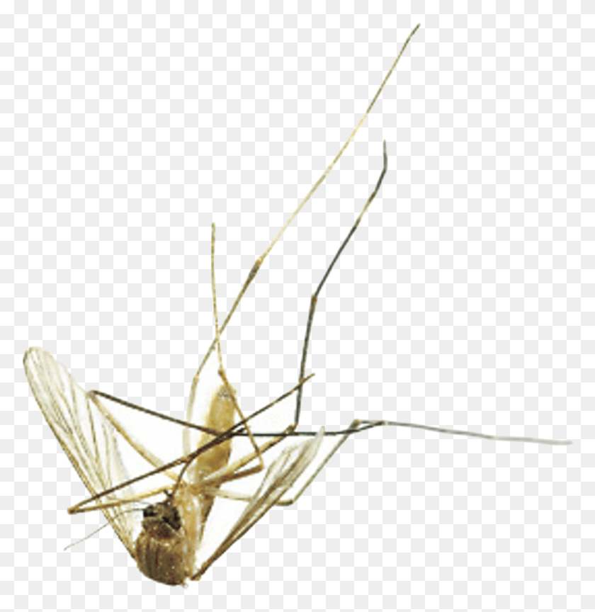 1161x1198 Mosquito Mosquito Muerto, Insecto, Invertebrado, Animal Hd Png