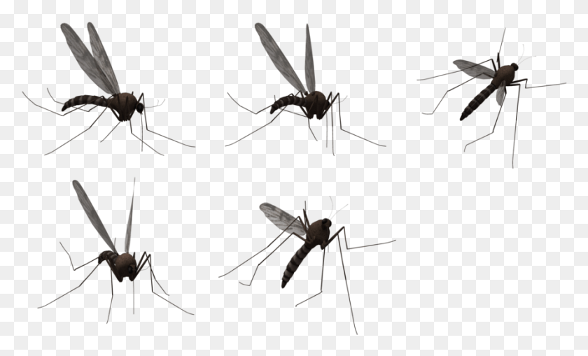 888x512 Комар На Прозрачном Фоне Летающий Комар, Насекомое, Беспозвоночное, Животное Png Скачать