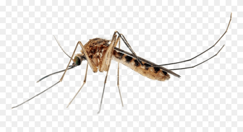 1249x637 Mosquito Png / Pernilongo Culex Hd Png