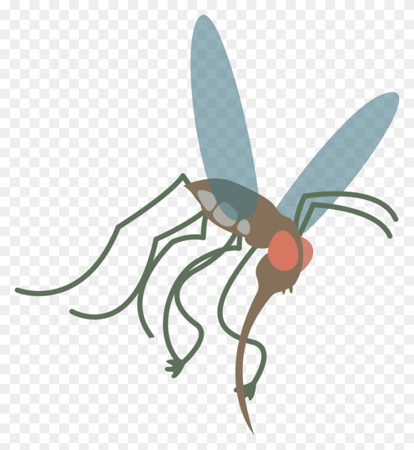 854x936 Mosquito Png / Invertebrado Hd Png