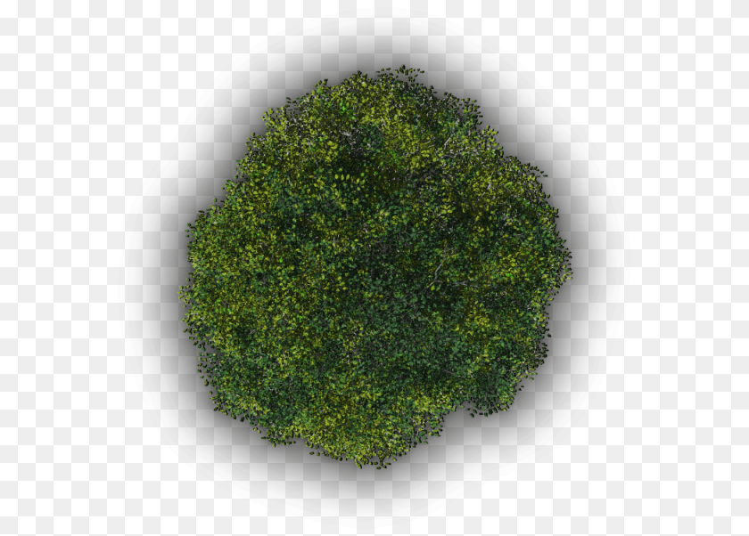 Moss, Plant, Tree, Vegetation, Sphere PNG