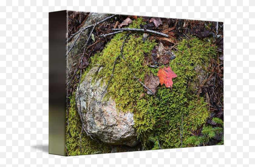 650x489 Moss Texture Mossy Rocks Woods, Plant, Leaf, Tree HD PNG Download