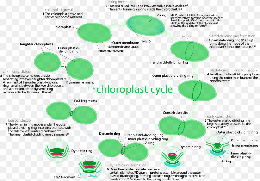 1973x1374 Most Chloroplasts In Plant Cells And All Chloroplasts, Accessories, Jewelry, Necklace, Gemstone Clipart PNG