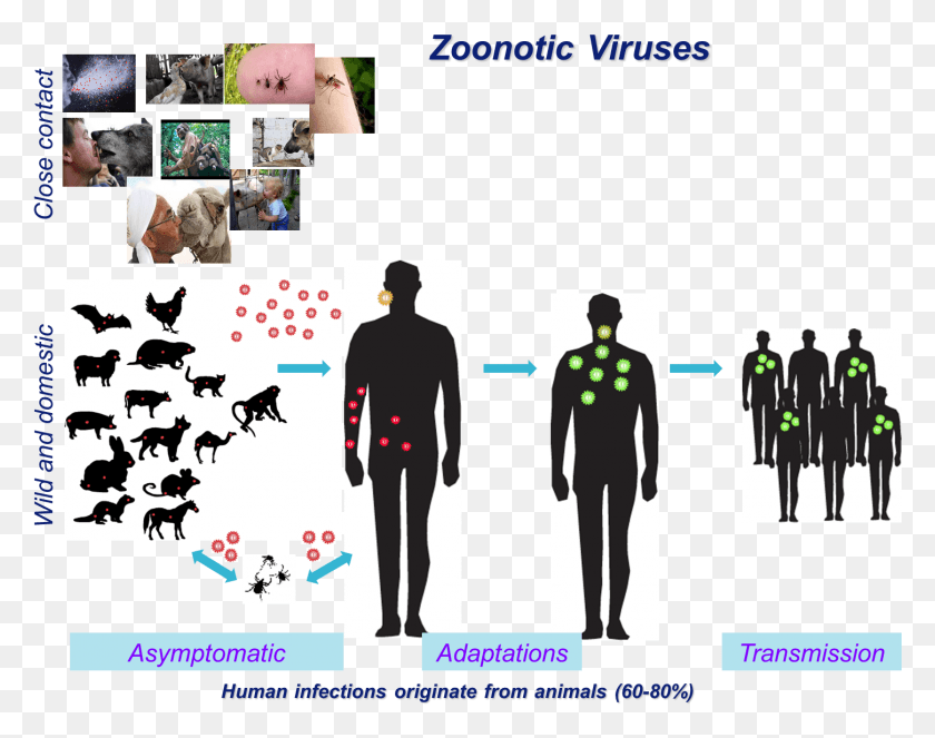 1450x1121 Most Emerging Viruses Originate From Animal Reservoirs Team, Collage, Poster, Advertisement HD PNG Download
