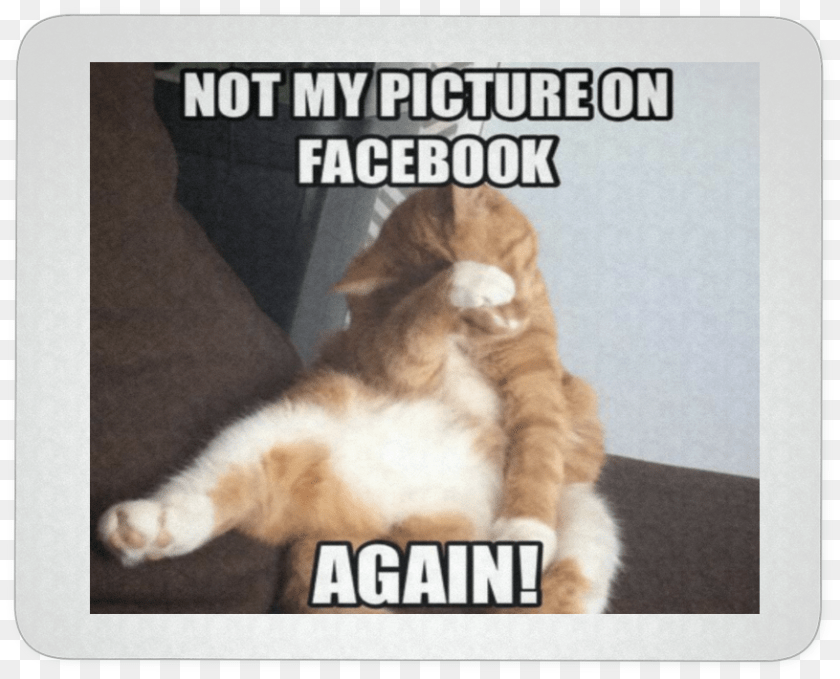 Most Funniest Cat Memes Ever, Animal, Mammal, Pet, Mat Clipart PNG