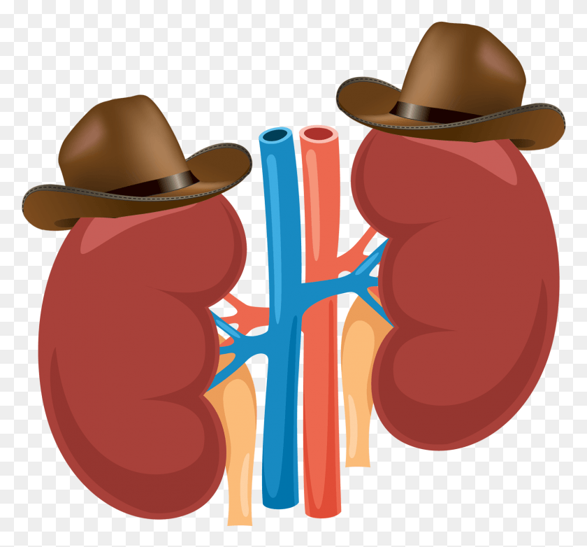1587x1470 Most Patients With Kidney Problems Don39t Know They Human Organs Vector, Clothing, Apparel, Cowboy Hat HD PNG Download