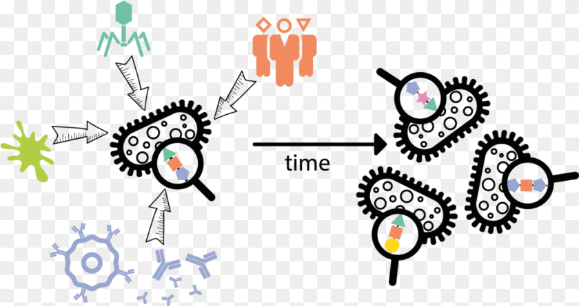 1001x530 Mostowy Lab Illustration PNG