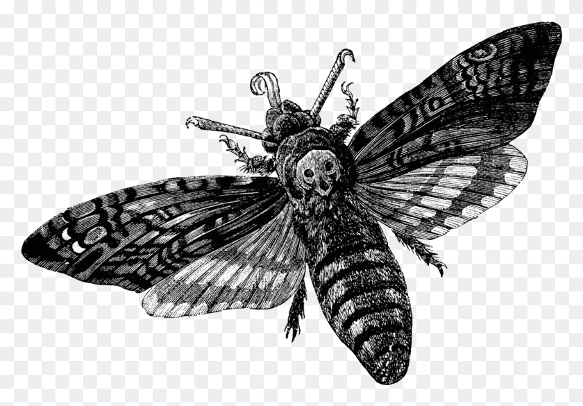 1016x685 Moth Clipart Tumblr Transparent Death Moth Transparent, Insect, Invertebrate, Animal HD PNG Download