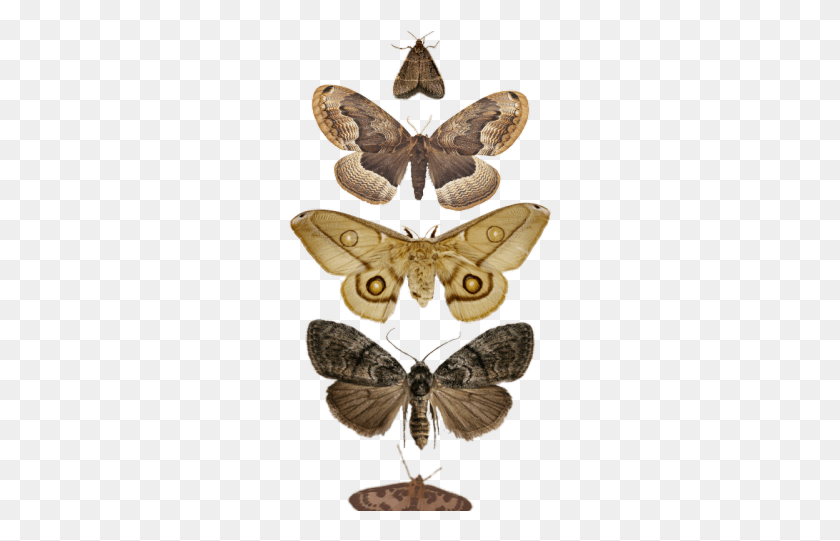 264x481 Moth Clipart Tumblr Transparent Moth, Butterfly, Insect, Invertebrate HD PNG Download