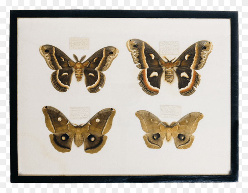 886x677 Moth Collection Thumbnail Moth, Lizard, Reptile, Animal HD PNG Download