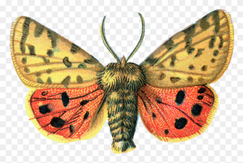 795x514 Moth File Moth, Butterfly, Insect, Invertebrate HD PNG Download