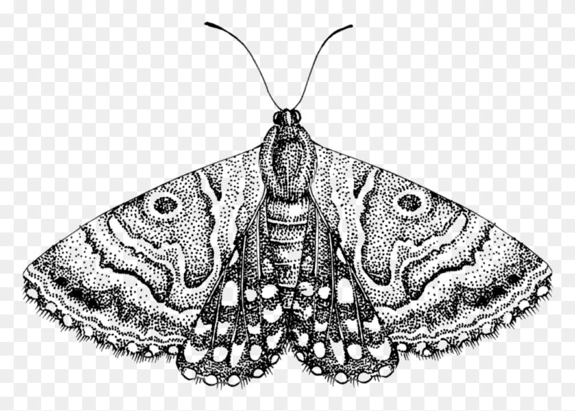 1025x711 Moth Free Moth Black And White, Insect, Invertebrate, Animal HD PNG Download