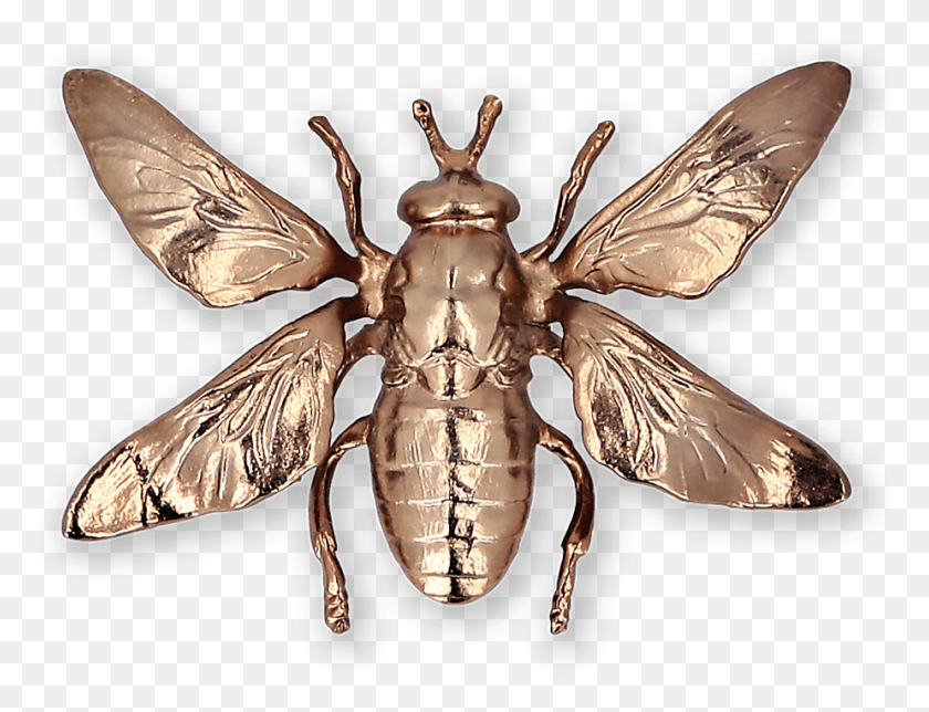 925x693 Moth Gold Plated Brooch Ss19 Collection Pal Zileri Net Winged Insects, Insect, Invertebrate, Animal HD PNG Download