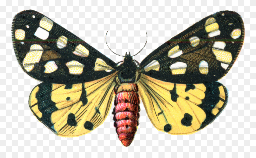 1491x878 Moth Image Illustration, Butterfly, Insect, Invertebrate HD PNG Download