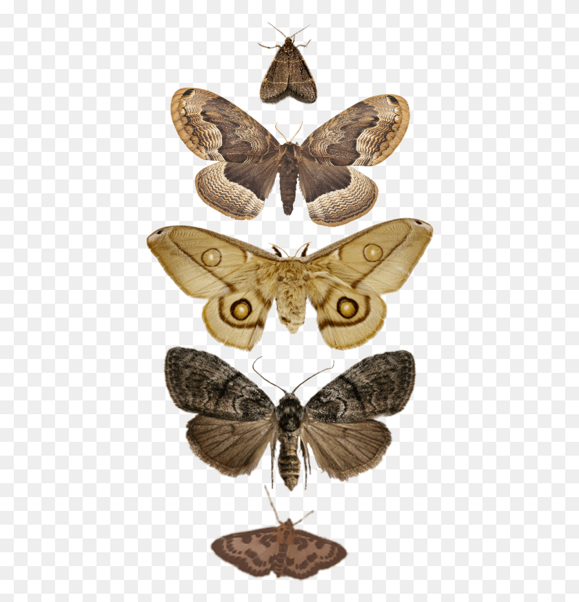 420x812 Moth Moths Pngs Wings Bugs Tumblrpng Tumblr Tumblrp Moth, Butterfly, Insect, Invertebrate HD PNG Download