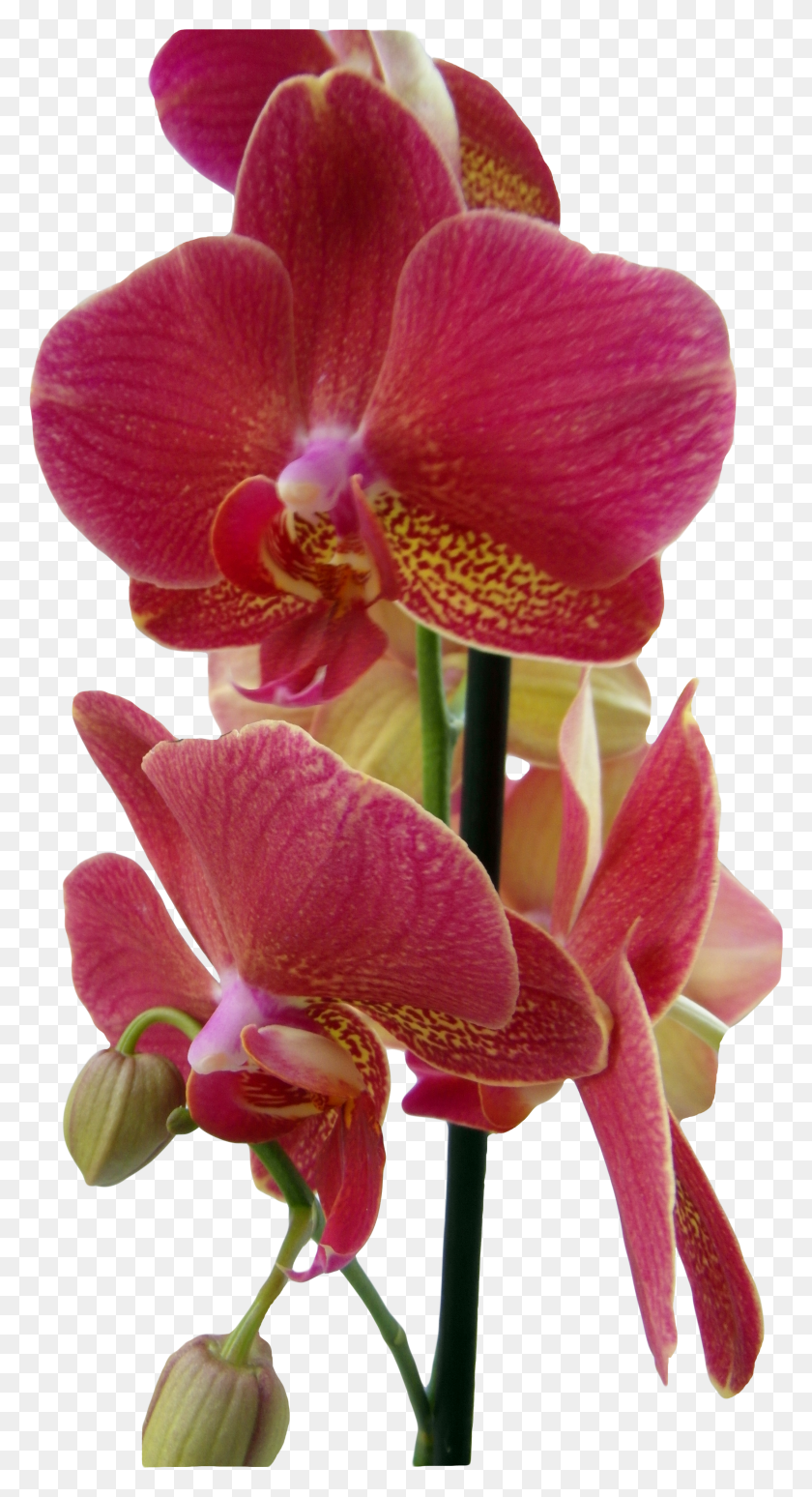 2141x4087 Moth Orchid HD PNG Download
