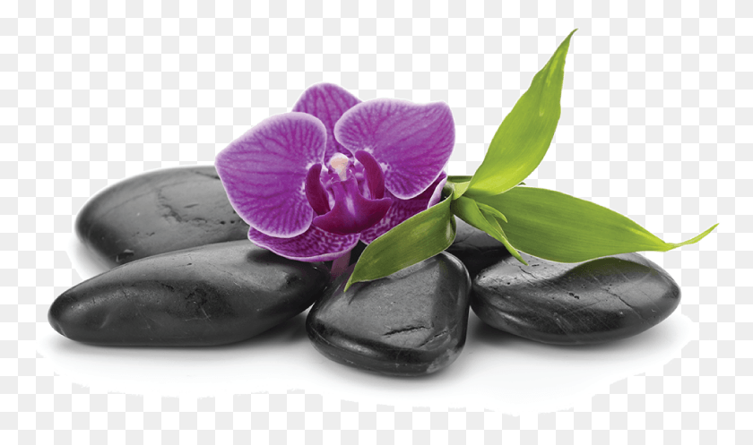 769x437 Мотылек Орхидея, Растение, Цветок, Цветение Hd Png Скачать