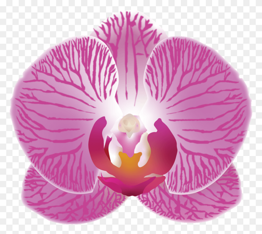 869x769 Moth Orchid, Plant, Flower, Blossom HD PNG Download