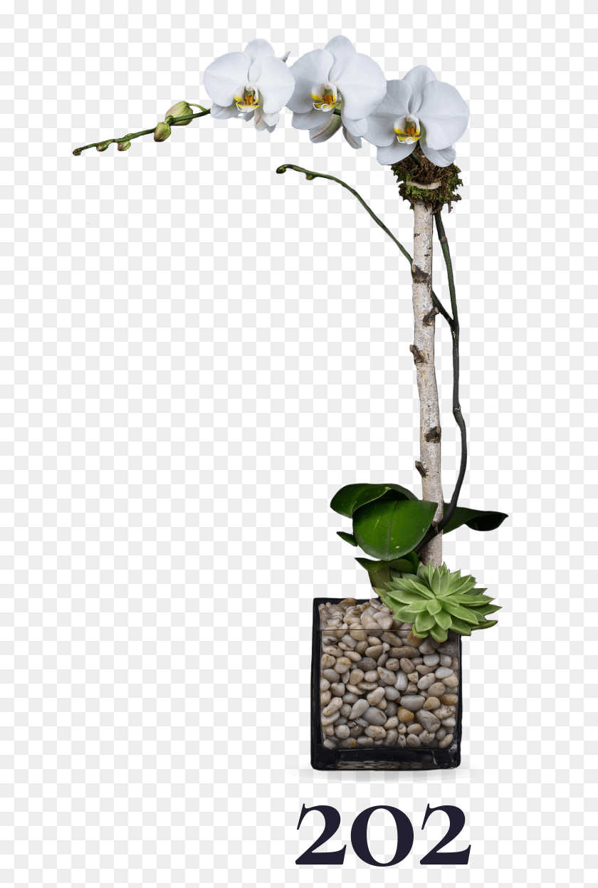 637x1187 La Polilla De La Orquídea, Planta, Flor, Flor Hd Png