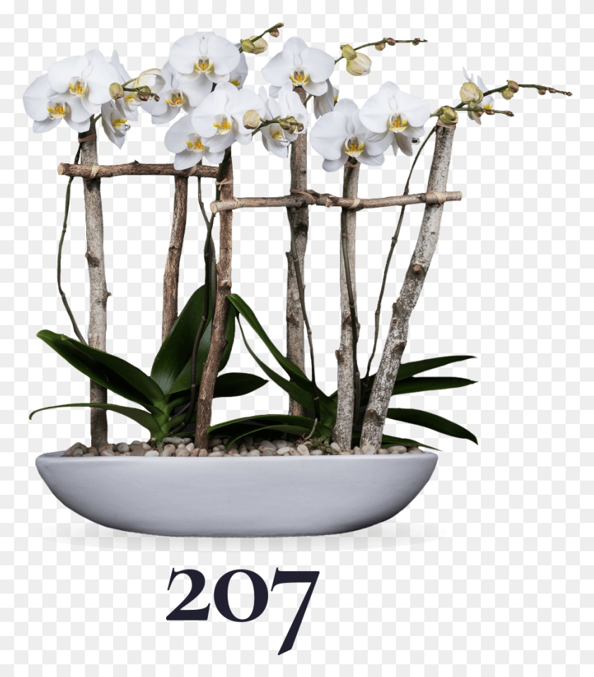 898x1035 La Polilla De La Orquídea, Planta, Flor, Flor Hd Png