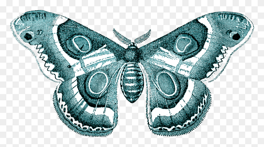 1024x537 Moth Transparent Transparent Background Butterflies, Emblem, Symbol, Glass HD PNG Download