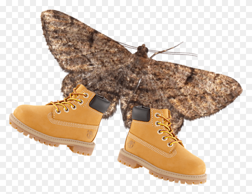 821x618 Moth Wearing Timbs Lamp And Moth Best Memes, Shoe, Footwear, Clothing HD PNG Download