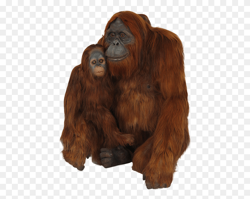 448x611 Мать Орангутанг И Орангутанг На Прозрачном Фоне, Дикая Природа, Животное, Млекопитающее, Hd Png Скачать