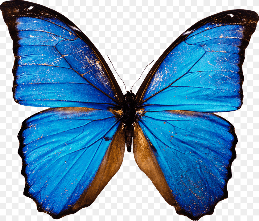 2200x1880 Moths And Blue Butterfly, Animal, Insect, Invertebrate PNG