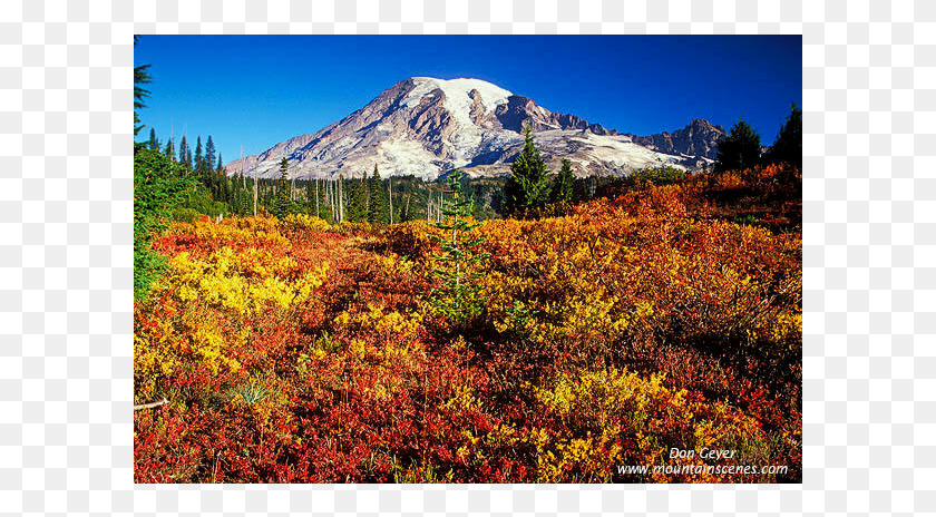 601x404 Mount Rainier National Park Summit, Tree, Plant, Nature HD PNG Download