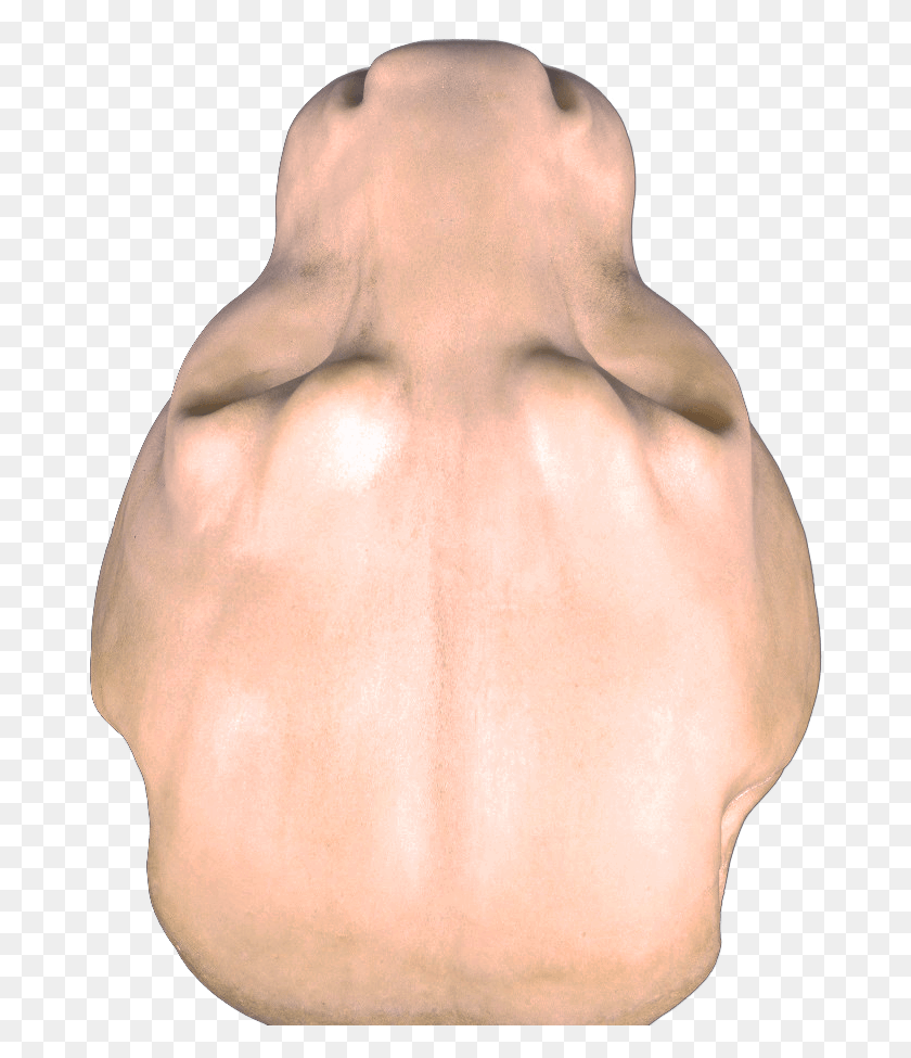 676x915 Mountain Lion Change Out Heads Lion Head Top View, Person, Human, Knee HD PNG Download