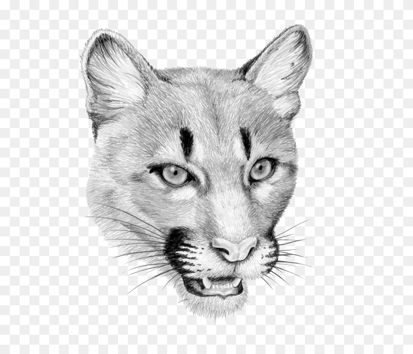 600x659 Mountain Lion Sketch, Mammal, Animal, Wildlife HD PNG Download