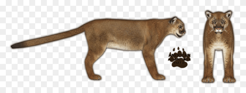 942x314 Mountain Lion Zoo Tycoon 2 Cougar, Mammal, Animal, Wildlife HD PNG Download