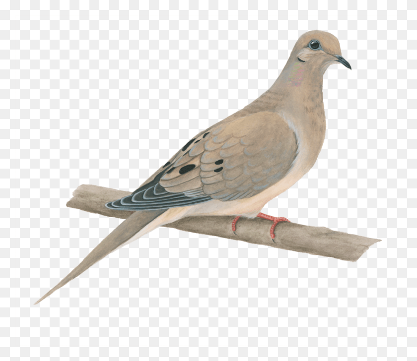 1025x879 Mourning Dove Pigeons And Doves, Bird, Animal, Pigeon HD PNG Download