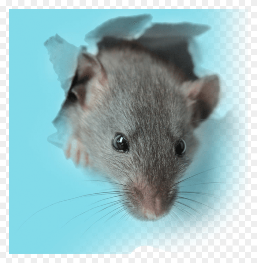 1002x1024 Mouse, Rat, Rodent, Mammal HD PNG Download