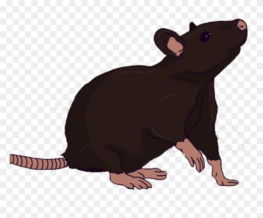 958x782 Mouse, Mammal, Animal, Rodent HD PNG Download