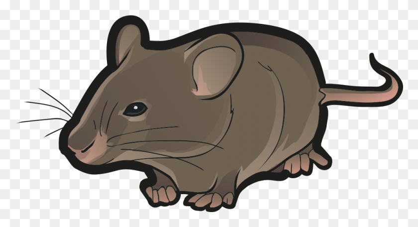 995x506 Mouse, Rodent, Mammal, Animal HD PNG Download