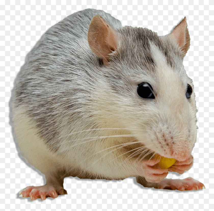 1097x1081 Mouse Animal Ftestickers Do People Hate Rats, Mammal, Rat, Rodent HD PNG Download