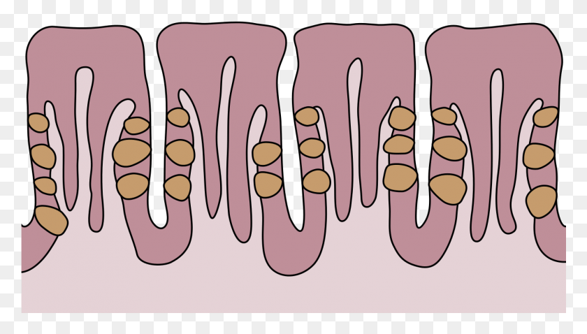 1281x688 Mouse Foliate Papillae, Teeth, Mouth, Lip HD PNG Download
