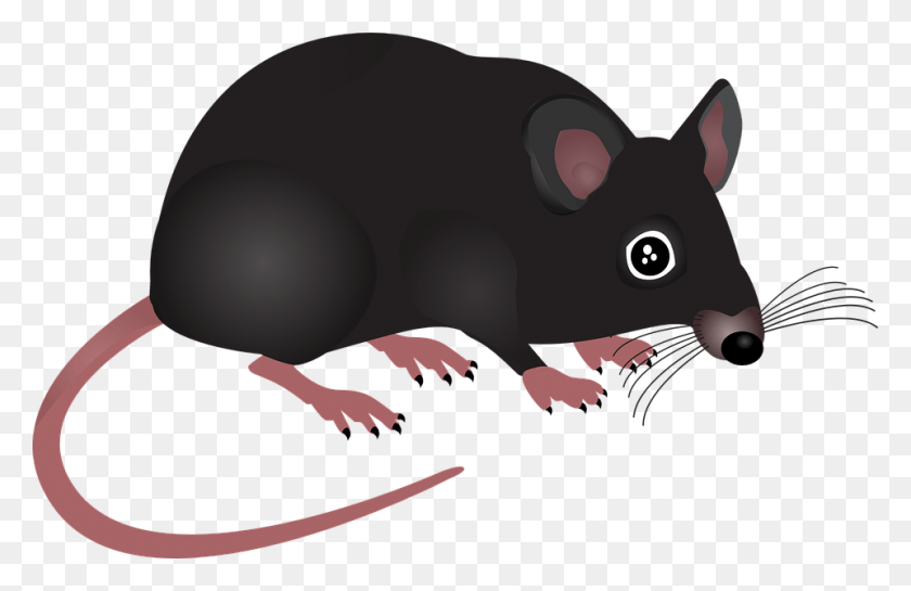 960x597 Mouse Home Animal Rodent Pest Small Hair Black Rat Cartoon With Transparent Background, Mammal, Wildlife, Possum HD PNG Download