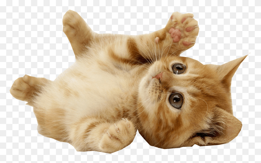 1702x1017 Mouse Pet Cat Villa Animal Good Morning Love Cats, Mammal, Kitten, Manx HD PNG Download